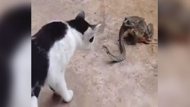 Verwirrt: Katze beobachtet Kröte beim Schlangenverzehr