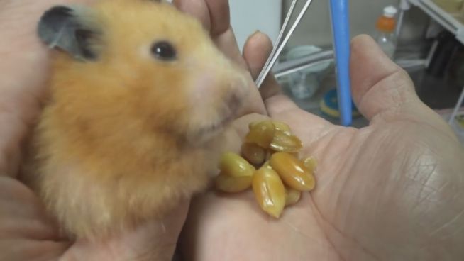 Angst vor Zahnkürzung: Hamster packt aus