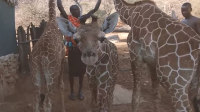 Auf Tuchfühlung mit Giraffen: Tierschutz in Kenia