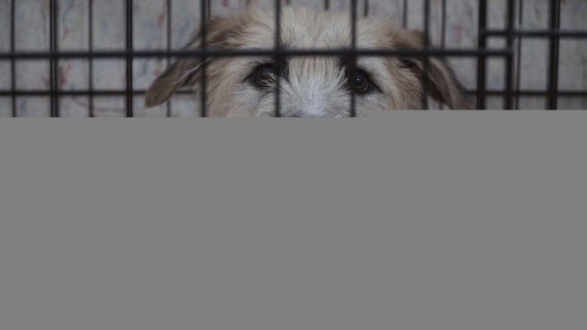 Mutig: Yana rettet Straßenhunde vor dem Todesschwadron