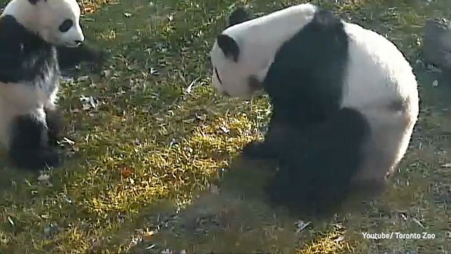 Tollpatsche unter sich: Riesen-Panda-Babys in Toronto