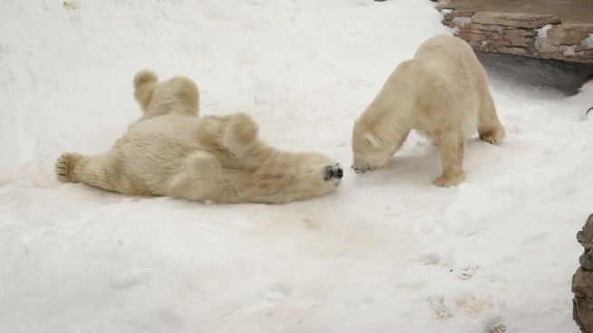 25 Tonnen Freude: Eisbären genießen Kunstschnee im Zoo