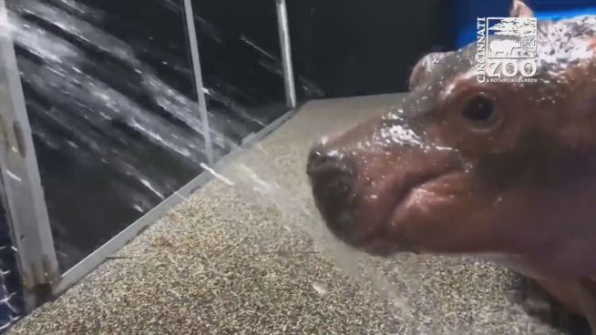 Nasses Glück: Nilpferdbaby entdeckt Wasserschlauch