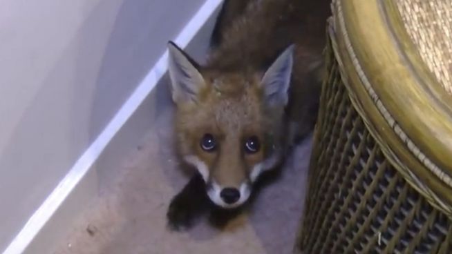 Ausgefuchste Rettung: Fuchs versteckt sich hinter Sofa