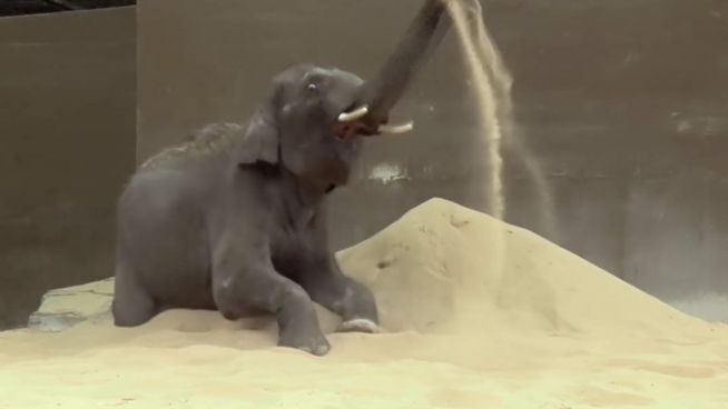 Vergnügen im Sand: Elefanten feiern Beach-Party