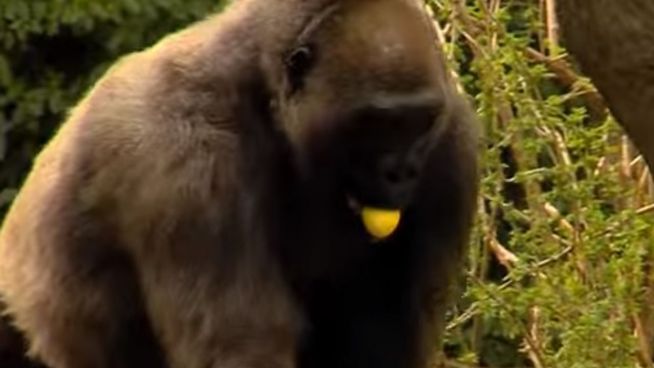 Bunte Ostern im Zoo: Gorillas suchen Oster-Leckereien