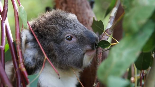 Stürmisches Koala-Baby: Endlich nicht mehr namenlos