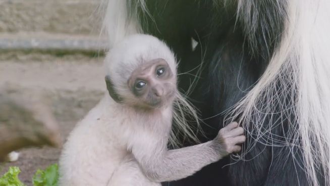 Familienbande: Affenbaby im Zoo San Diego