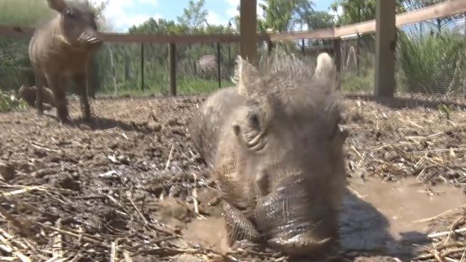 Sauerei: Warzenschweine genießen Schlammbad