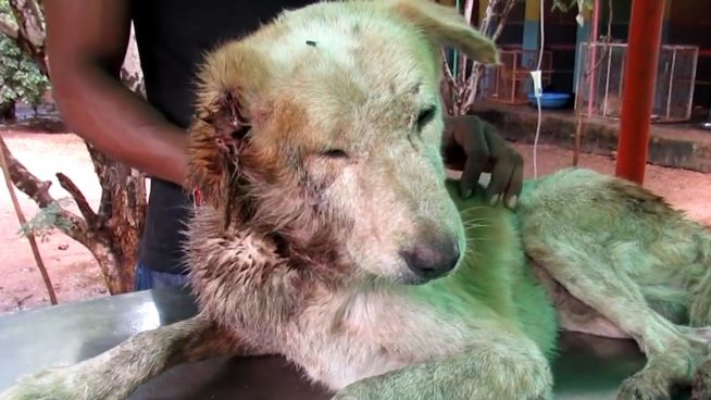 Verwahrlost: Animal Aid schenkt Hund wieder Lebensmut