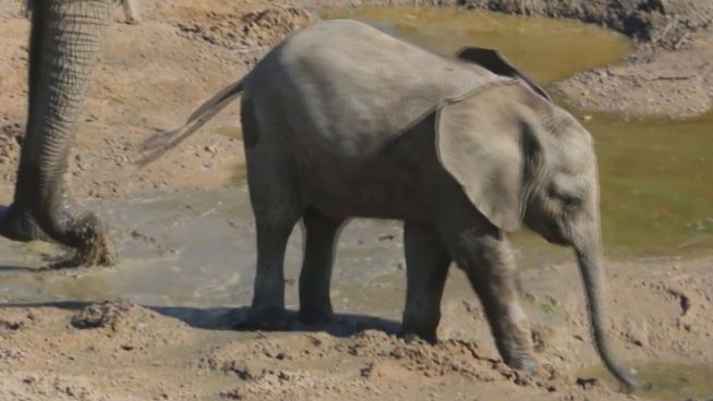 Kleiner Dickhäuter ganz groß: Babyelefant erkundet Zoo