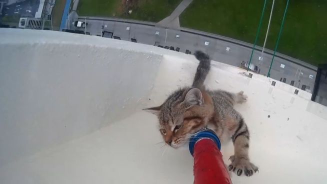 KAPUTT Kätzchen aus 12. Stock gerettet