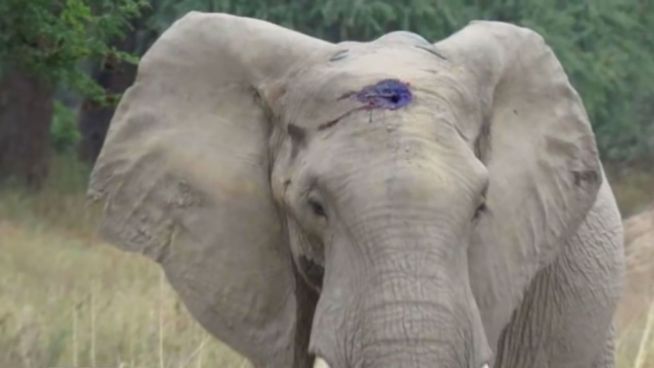 Kugel im Kopf: Elefant überlebt Wilderer-Attacke