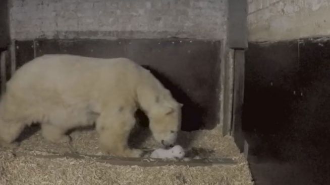 Berlin: Die niedlichen Stehversuche eines Eisbärbabys