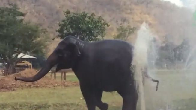 Riesiger Wasserspaß: Elefant entdeckt Gartenbrause
