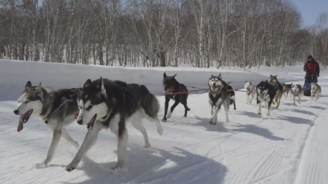 Knallharte Tradition: Hundeschlitten-Rennen in Sibieren