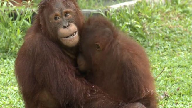 Zeit zum Kuscheln: Diese Orang-Utans haben sich lieb