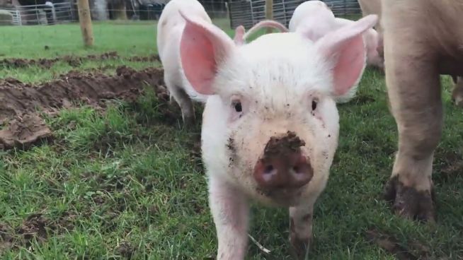 Ferkel-Fete: Diese Schweinchen toben in Freiheit
