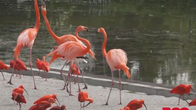 Rosa Nachwuchs: Neue Flamingos für Kopenhagen