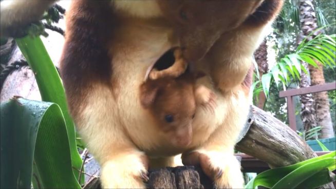 Süß und selten: Kanguru-Baby in Perth geboren