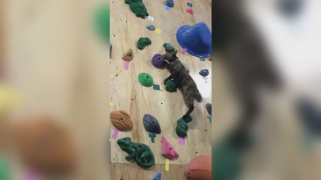Kletter-Katze: Mieze zeigt beim Bouldern ihr Können