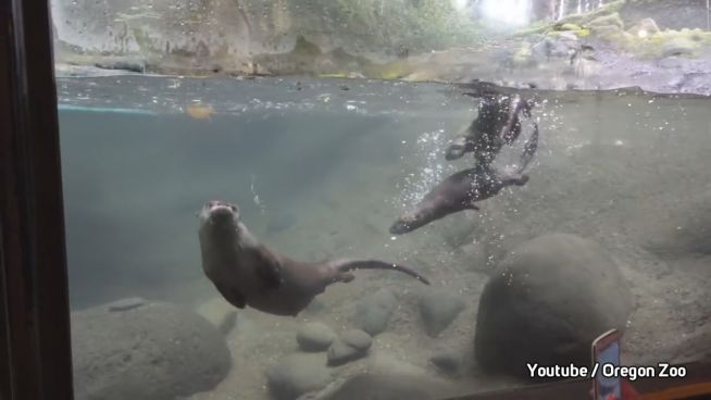 Herzig: Baby-Otter haben Schwimmen gelernt