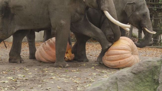 Koloss für Koloss: Elefanten bekommen Riesenkürbis
