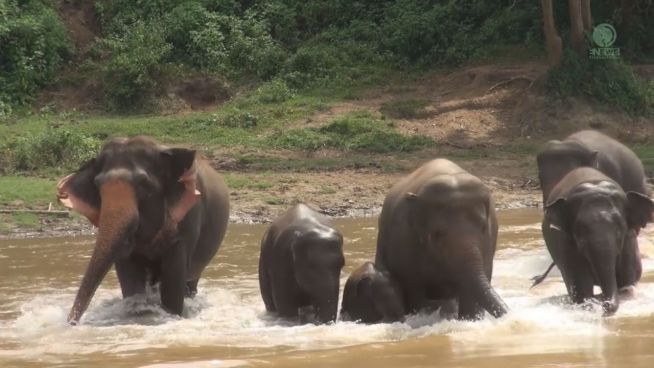 Herzerwärmend: Herde hilft Elefanten-Baby durch Fluss