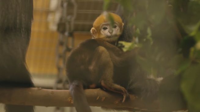 Hups, ein Rülpserchen: Baby-Affe genießt seine Mahlzeit