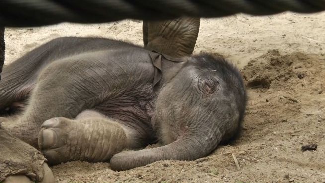 Oh, wie süß: Elefanentbaby im Osnabrücker Zoo