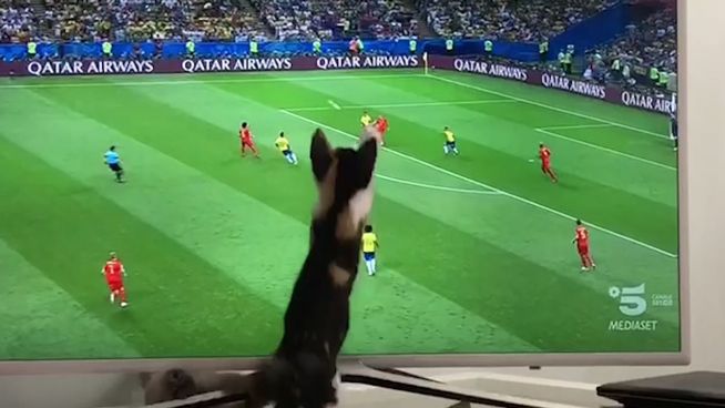Kitty-WM: Süßes Kätzchen jagt dem Ball hinterher