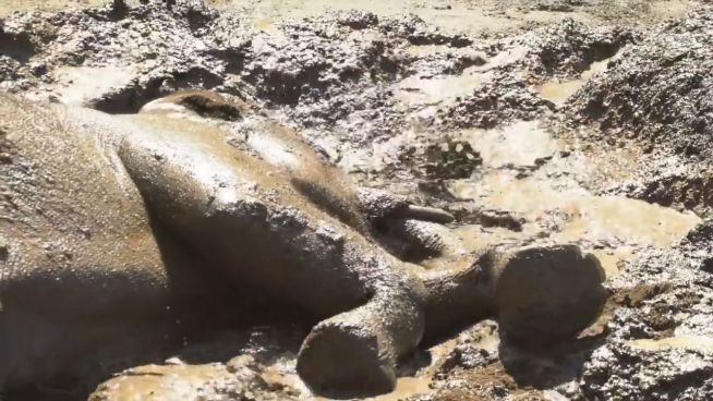 Schlammbad: Elefanten suhlen sich im Matsch