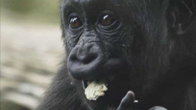 Affen-Party: Gorillas feiern mit 'Süßigkeiten'