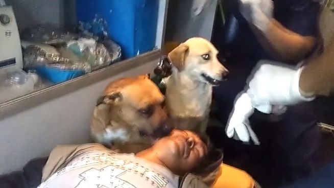 Treue Seelen: Hunde wollen mit Herrchen in Krankenwagen