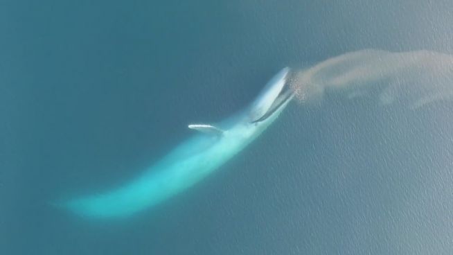 Atemberaubend: Drohnenvideo zeigt Blauwale beim Fressen