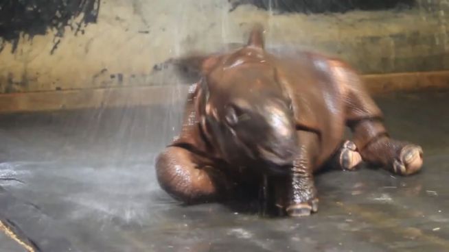 Dusche für den Dicken: Baby-Rhino liebt die Erfrischung