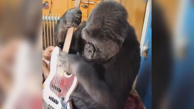 Musiker Flea ist begeistert: Gorilla spielt seinen Bass