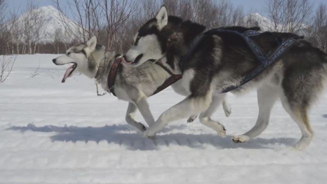 Huskies und Musher: Schlittenhund-Schule in Kamtschatka