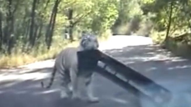 Angst im Auto: Tiger reißt Stoßstange ab