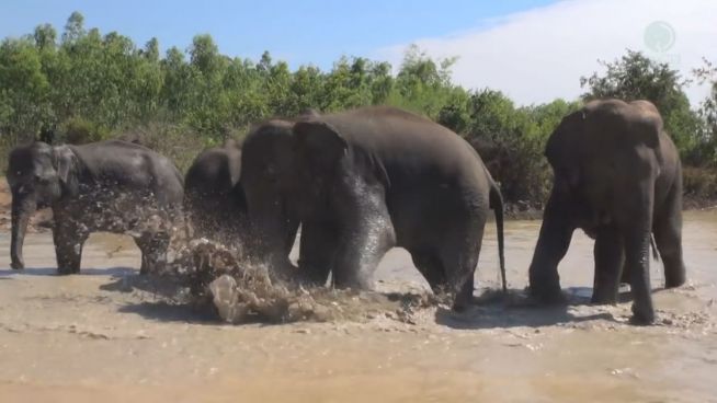 Glück pur: Elefanten baden erstmals in Fluss