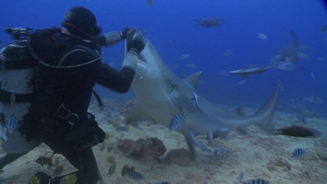 Besondere Begegnungen: Kuscheln mit einem Hai
