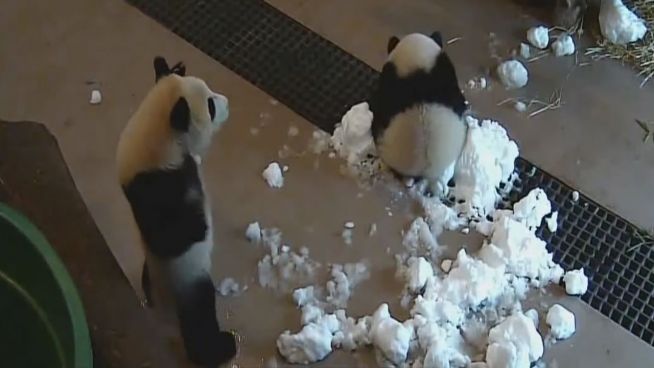 Niedlich: Panda auf der Suche nach Spielkamerad