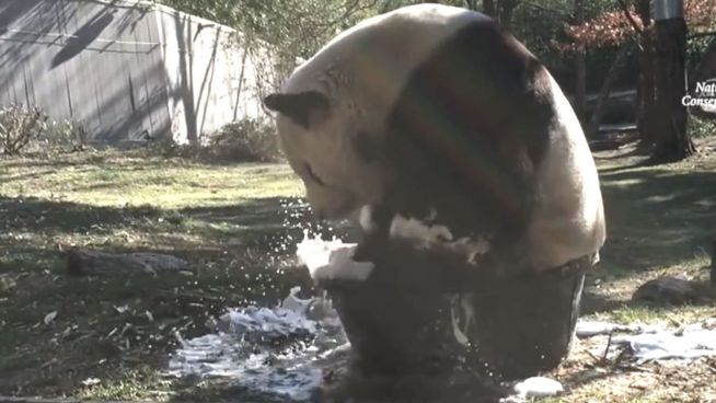 Süße Reinigung: Panda badet in Mini-Wanne