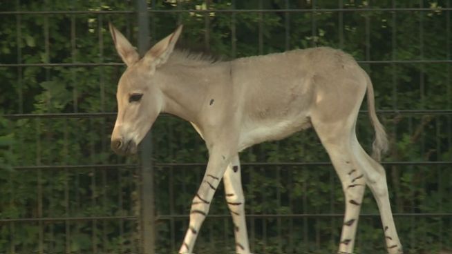 Stuttgart: Zotteliger Eselnachwuchs bereichert Zoo