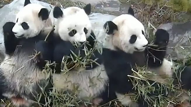 Pures Familienglück: Die putzige Panda-Gang