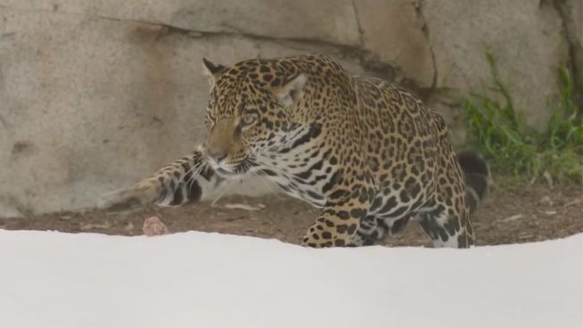 Tierische Überraschung: Jaguar zum ersten Mal im Schnee