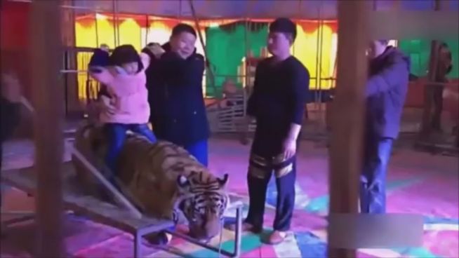 Tiger für Fotos festgebunden: Tierquälerei im Zirkus