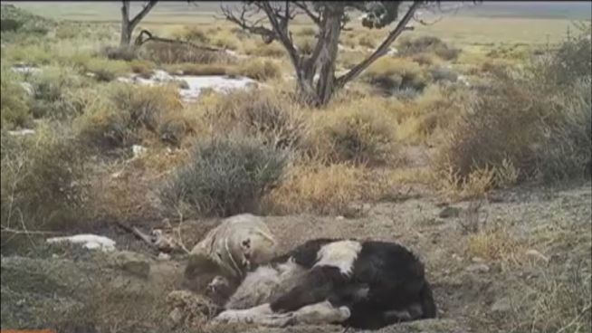 Fleißiges Tierchen: Dachs vergräbt ganze Kuh