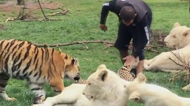 Heldenhaft: Tiger rettet Mann vor Leopard