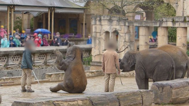 Quälerei: Elefantendressur im Erlebnis-Zoo Hannover